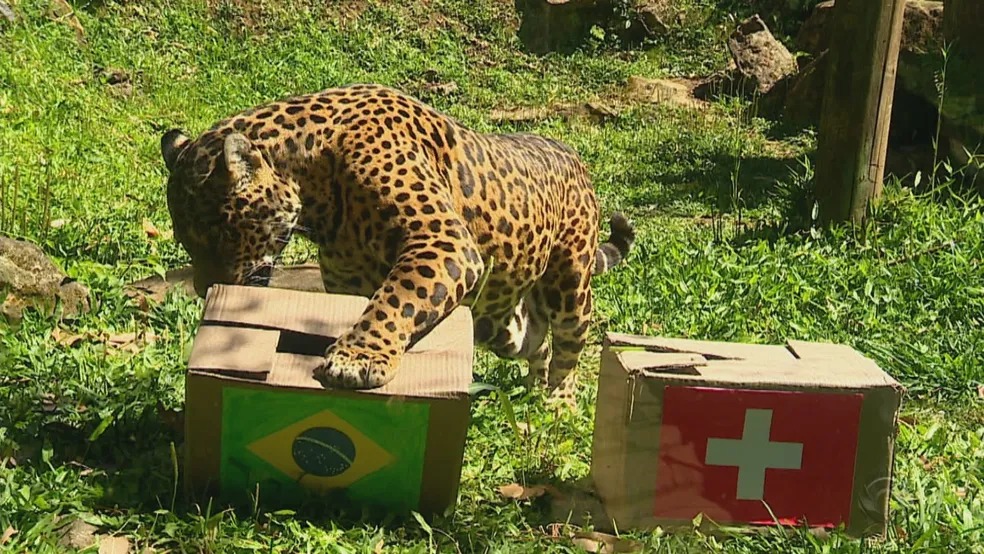 Brasil x Sérvia: as previsões dos 'animais videntes' para o jogo, Comportamento