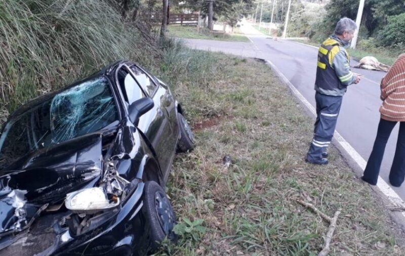 Acidente em estrada da Argentina mata 10 cavalos